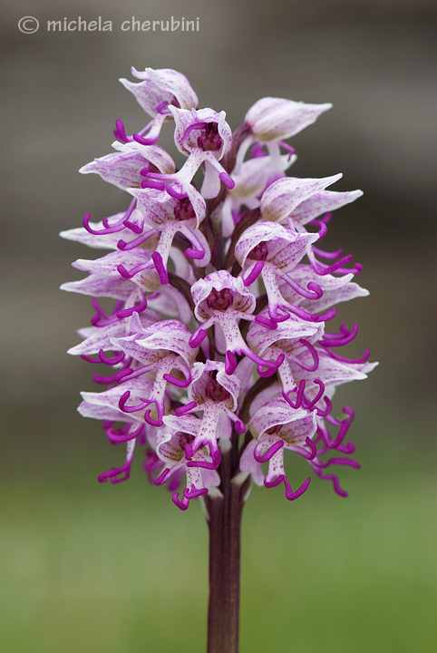 orchis simia