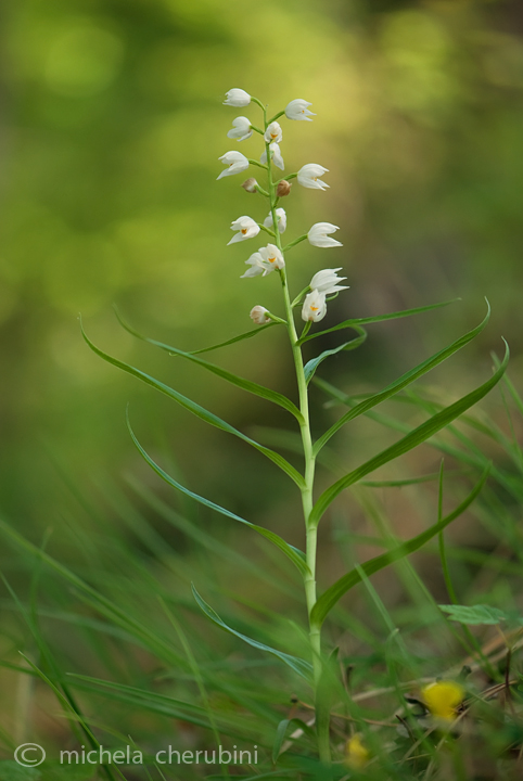 Cephalanthera longifolia