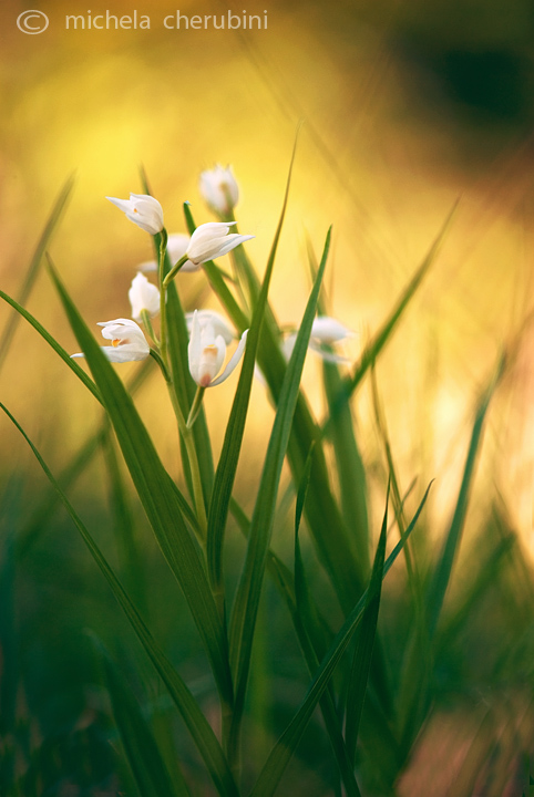 Cephalanthera longifolia