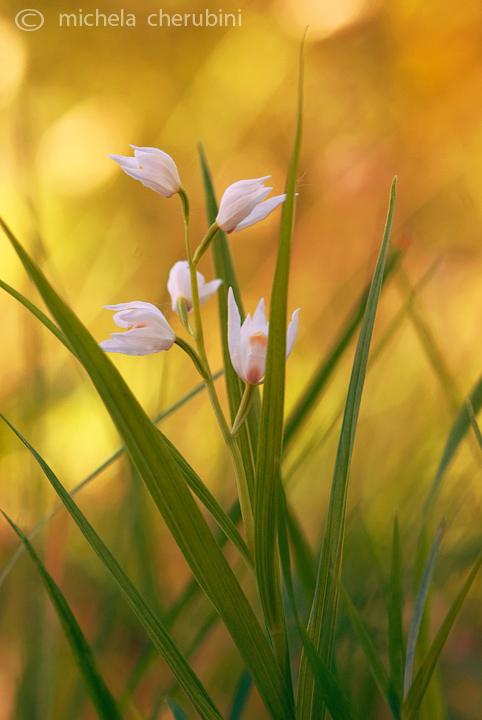Cephalanthera longifolia
