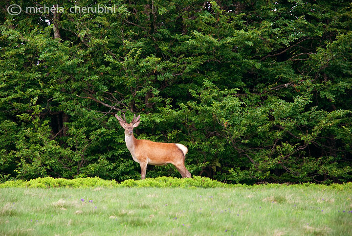 PASSIONE PER IL CERVO