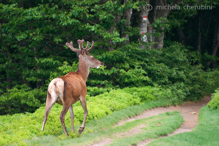 PASSIONE PER IL CERVO