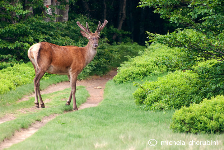 PASSIONE PER IL CERVO
