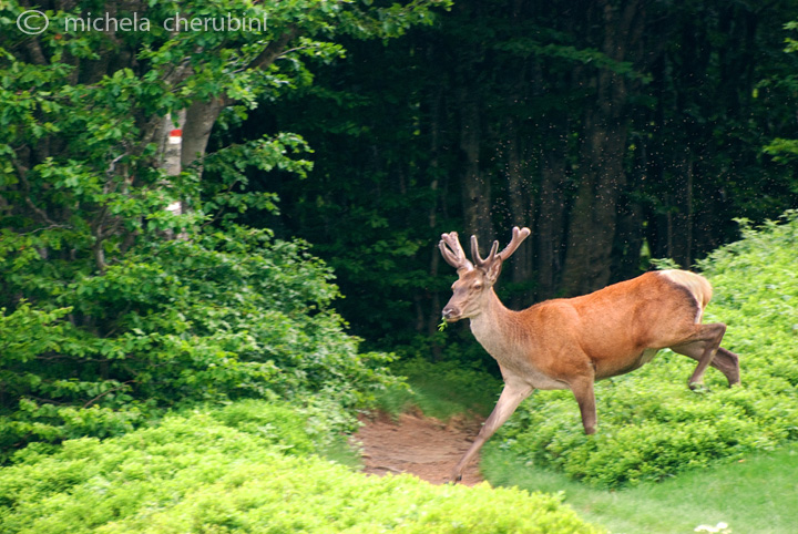 PASSIONE PER IL CERVO