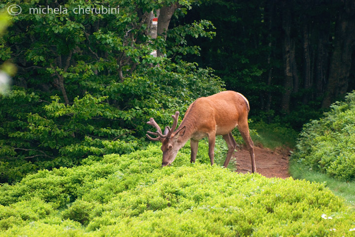 PASSIONE PER IL CERVO