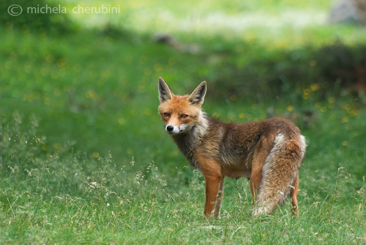 il Gran Paradiso e i suoi animali