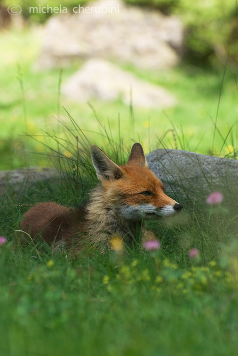 il Gran Paradiso e i suoi animali