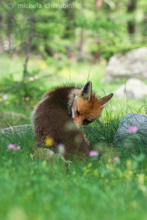 il Gran Paradiso e i suoi animali