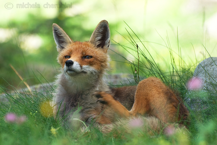 il Gran Paradiso e i suoi animali