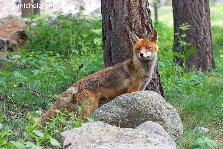 il Gran Paradiso e i suoi animali