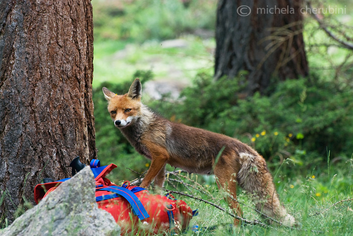 il Gran Paradiso e i suoi animali