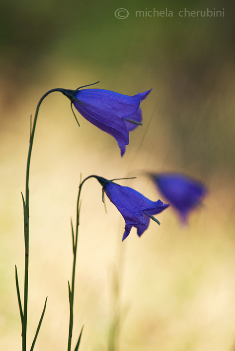 campanule