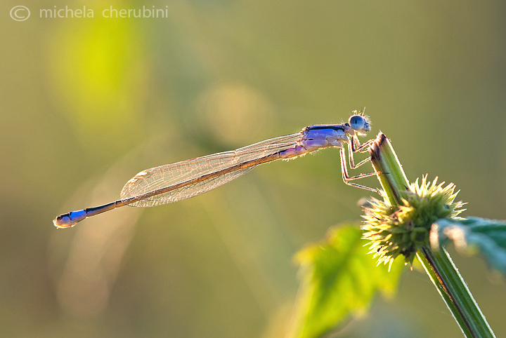 libellule in controluce