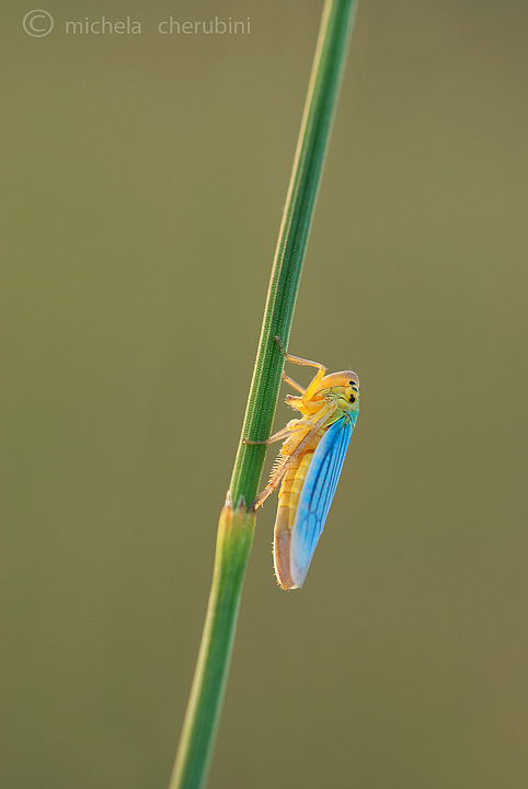 cicadella