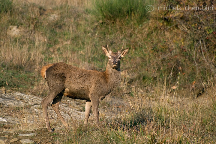 PASSIONE PER IL CERVO