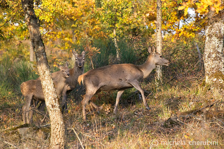 PASSIONE PER IL CERVO