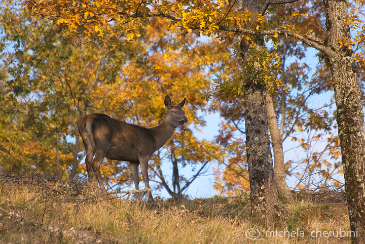 PASSIONE PER IL CERVO