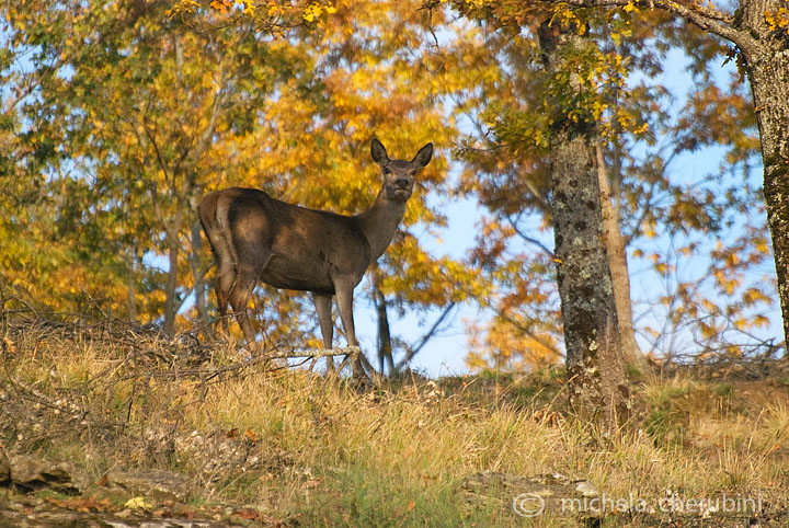 PASSIONE PER IL CERVO