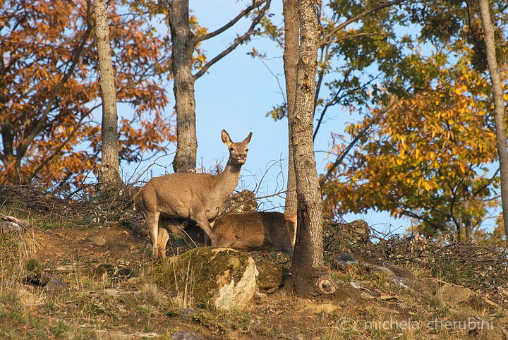 PASSIONE PER IL CERVO