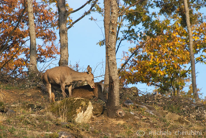 PASSIONE PER IL CERVO