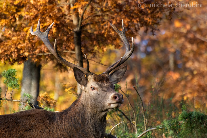 PASSIONE PER IL CERVO