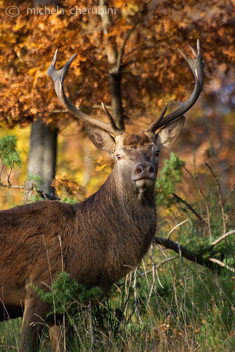 PASSIONE PER IL CERVO