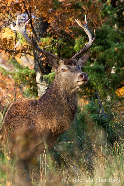 PASSIONE PER IL CERVO