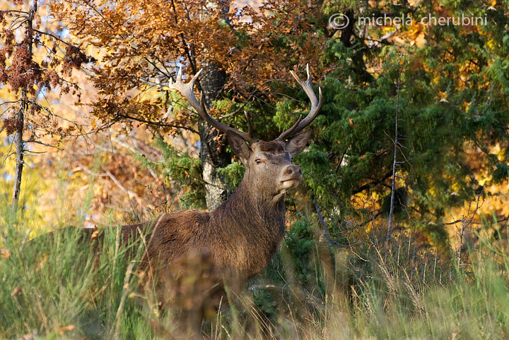 PASSIONE PER IL CERVO
