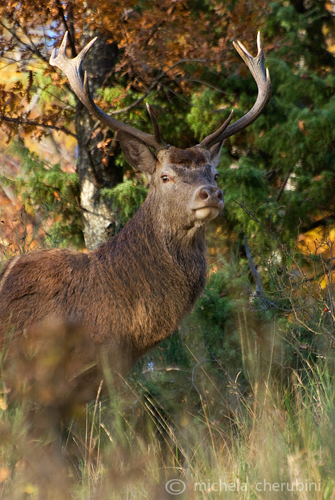 PASSIONE PER IL CERVO