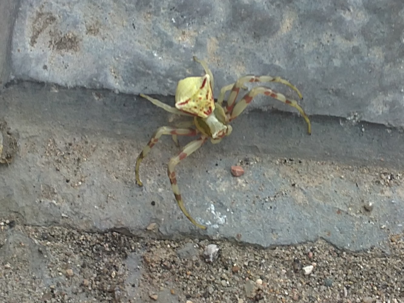 Thomisus onustus