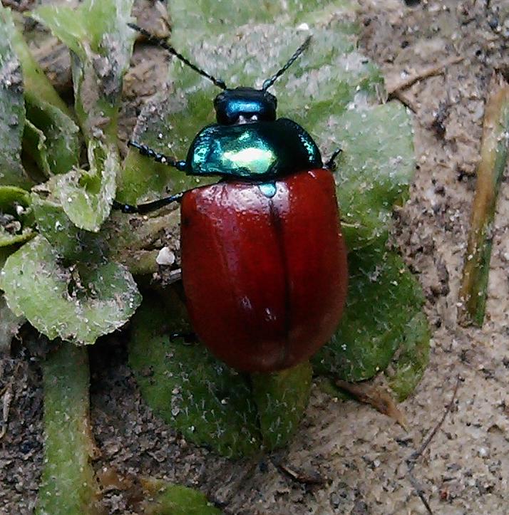 Chrysomelidae da identificare: Chrysolina grossa