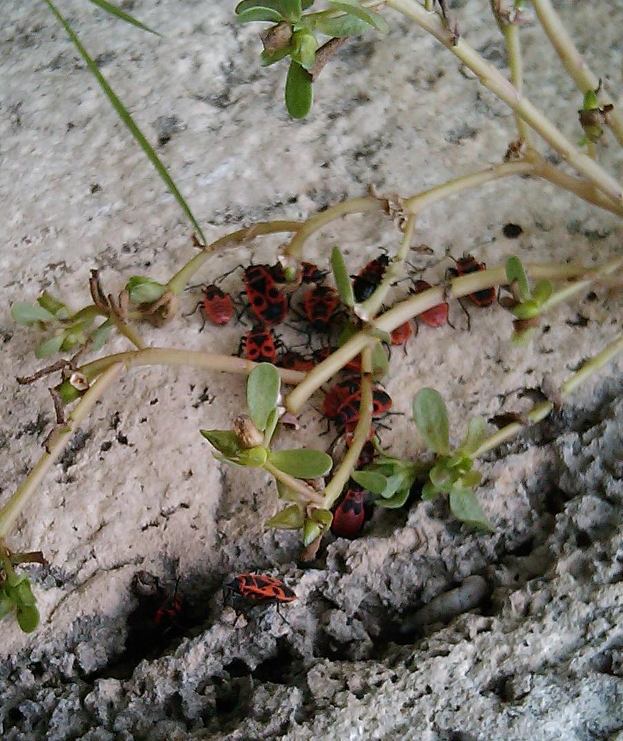 Gruppo di Pyrrhocoris apterus: sesso o stadio di sviluppo?