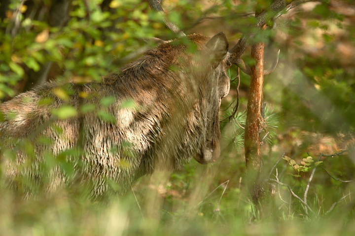 PASSIONE PER IL CERVO