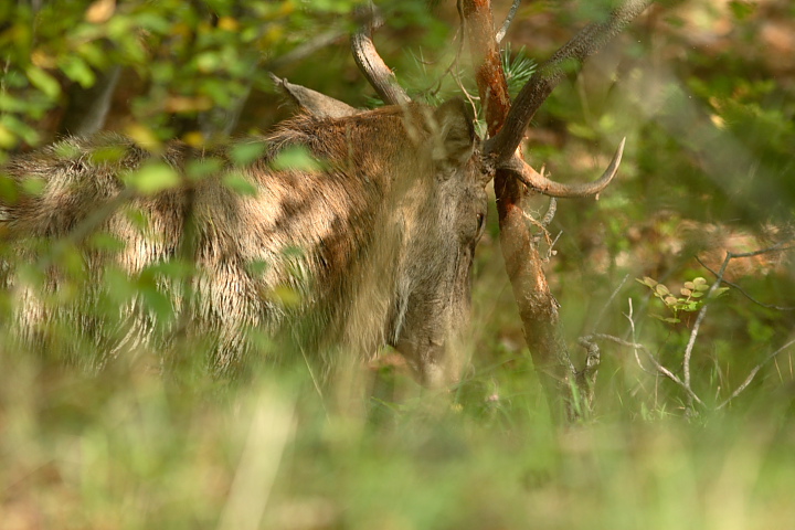 PASSIONE PER IL CERVO