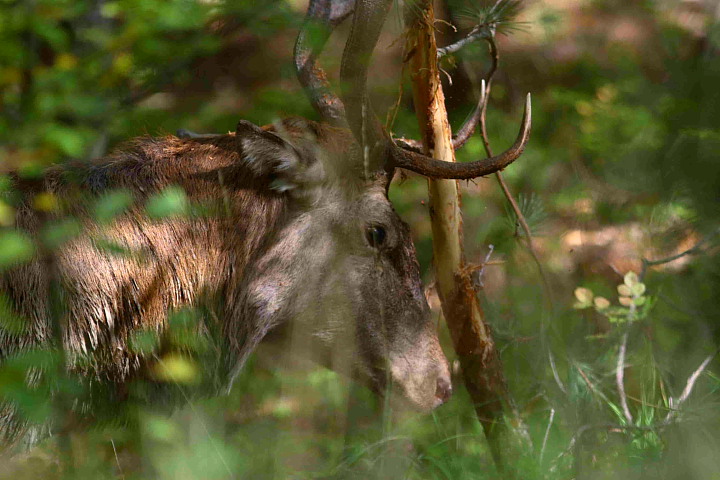 PASSIONE PER IL CERVO