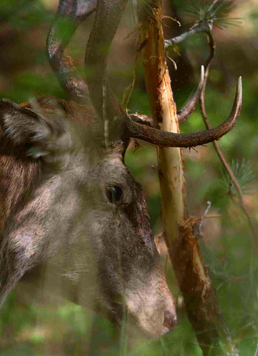 PASSIONE PER IL CERVO
