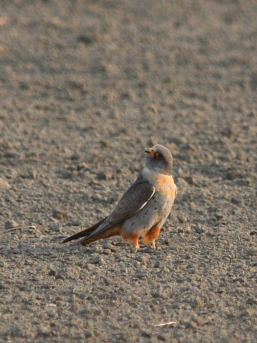classificazione falco cuculo