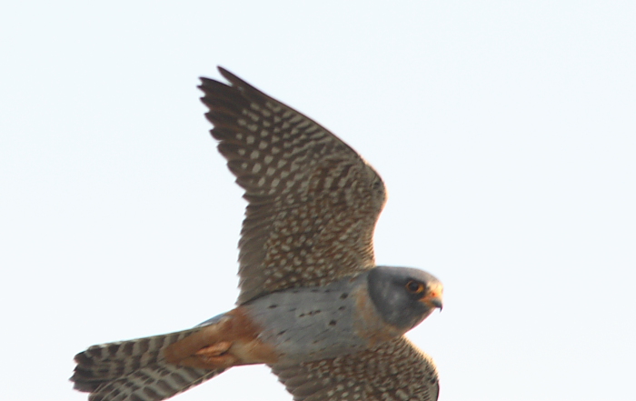 classificazione falco cuculo