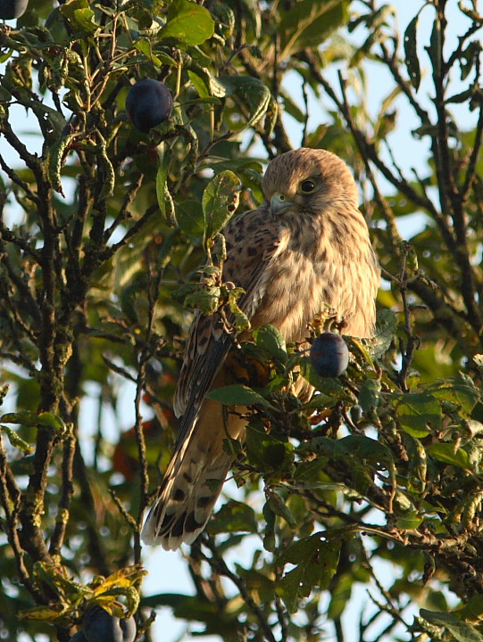 Gheppio confidente (giovane?)