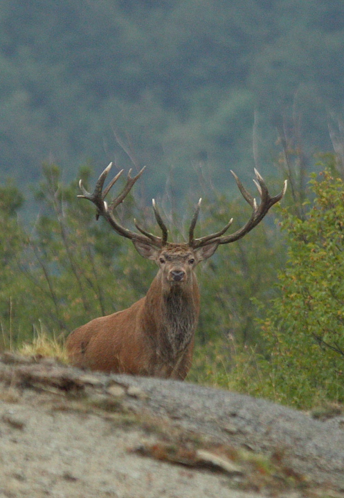 PASSIONE PER IL CERVO