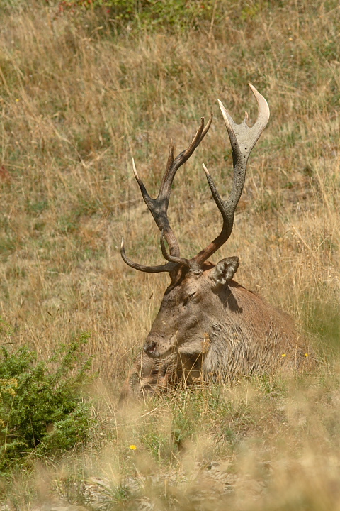 PASSIONE PER IL CERVO