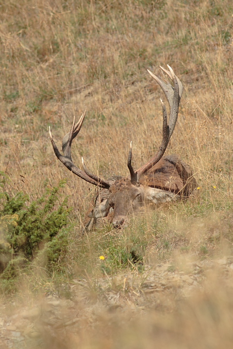 PASSIONE PER IL CERVO