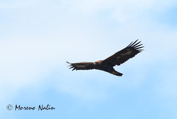 Aquila reale!!!