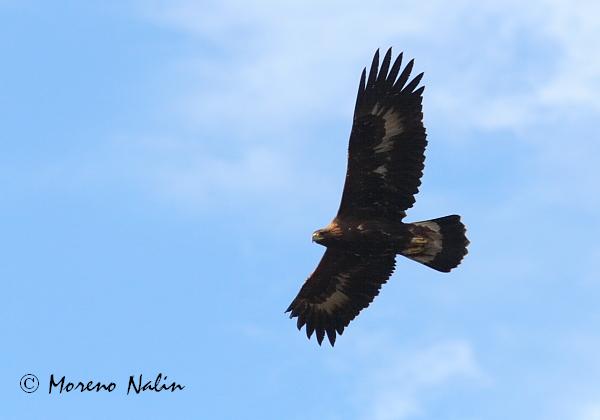 Aquila reale!!!