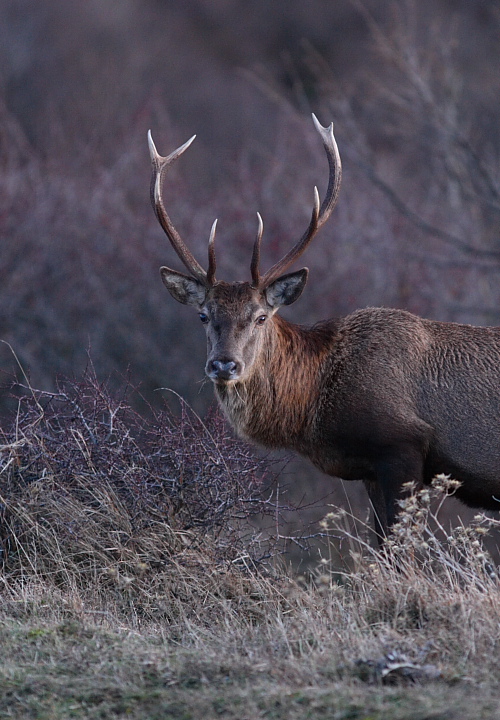 PASSIONE PER IL CERVO