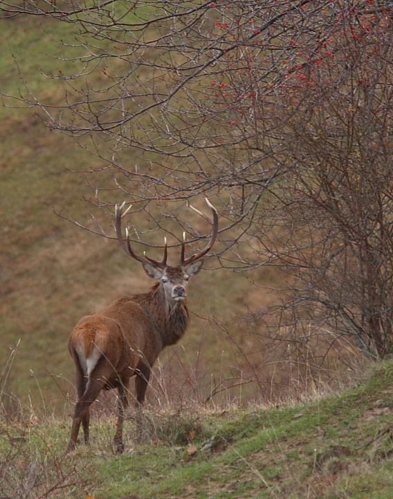 PASSIONE PER IL CERVO
