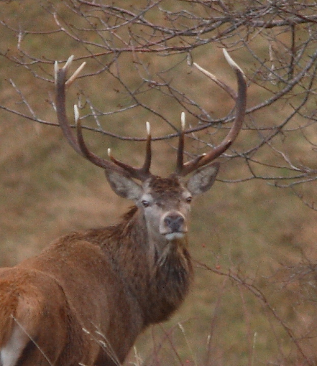 PASSIONE PER IL CERVO