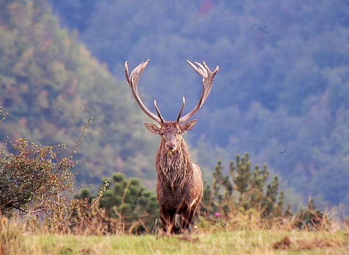 PASSIONE PER IL CERVO
