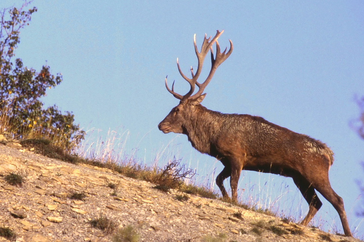 PASSIONE PER IL CERVO