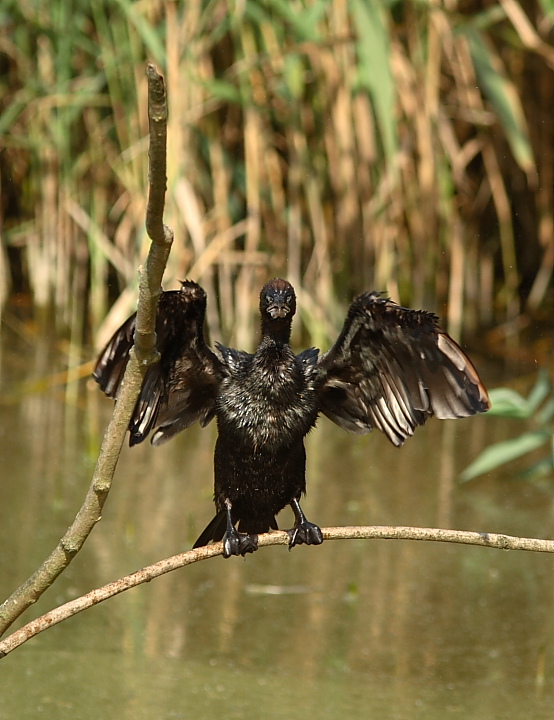 Avifauna humor